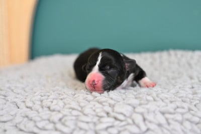 Les chiots de Welsh Corgi Cardigan