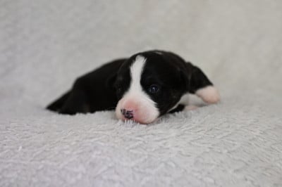 Les chiots de Welsh Corgi Cardigan