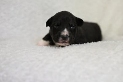 Les chiots de Welsh Corgi Cardigan