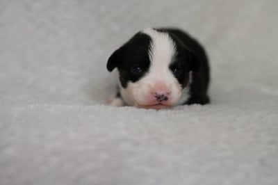 Les chiots de Welsh Corgi Cardigan