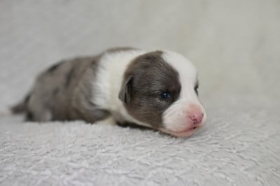 Les chiots de Welsh Corgi Cardigan