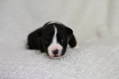 Les chiots de Welsh Corgi Cardigan