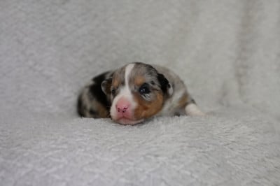 Les chiots de Welsh Corgi Cardigan