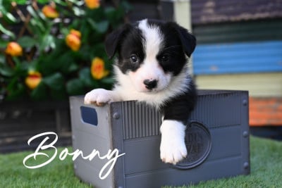 Les chiots de Welsh Corgi Cardigan