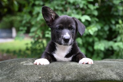 Les chiots de Welsh Corgi Cardigan