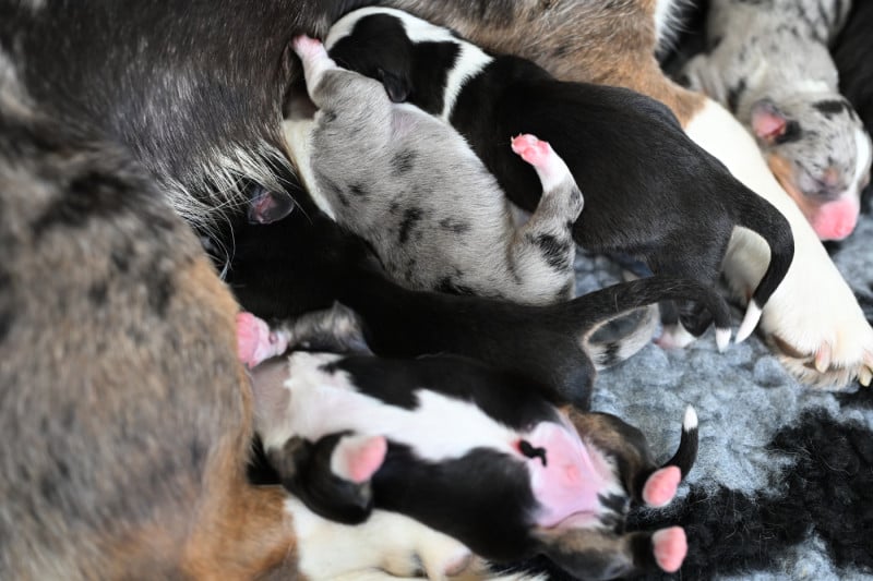 Welsh Corgi Cardigan - Of Arcadia?s Dream