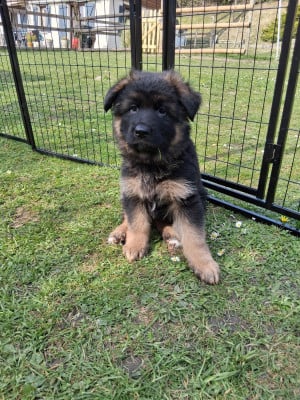 Les chiots de Berger Allemand Poil Long