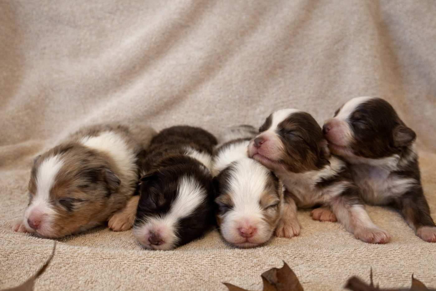 Berger Australien - Des Feuilles Du Vent D'Automne