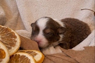 Les chiots de Berger Australien