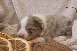 Les chiots de Berger Australien