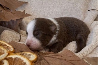 Les chiots de Berger Australien