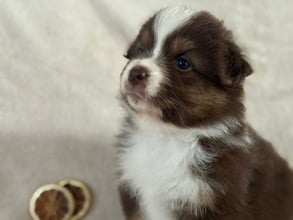 Les chiots de Berger Australien