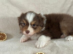 Les chiots de Berger Australien