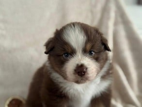 Les chiots de Berger Australien
