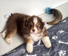 Les chiots de Berger Australien