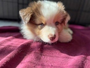 Les chiots de Berger Australien