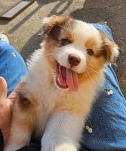 Les chiots de Berger Australien