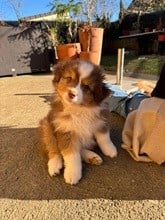 Les chiots de Berger Australien