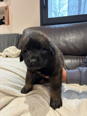 Les chiots de Leonberger