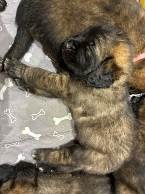 Les chiots de Leonberger