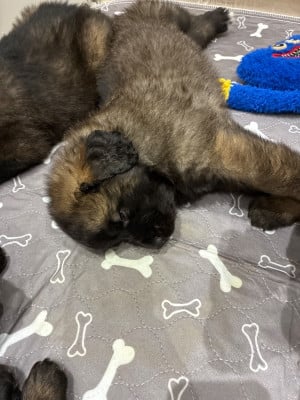 Les chiots de Leonberger