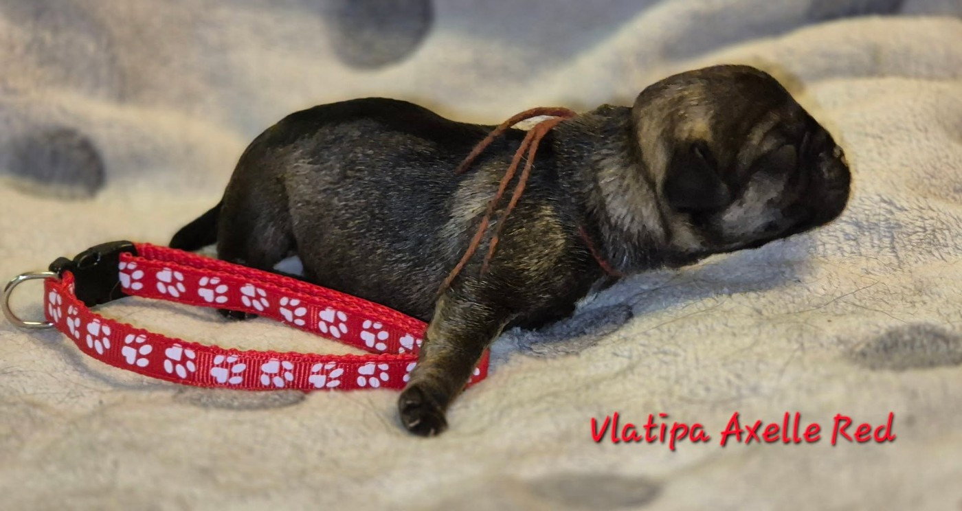 Vlatipa Axelle Red - Border Terrier