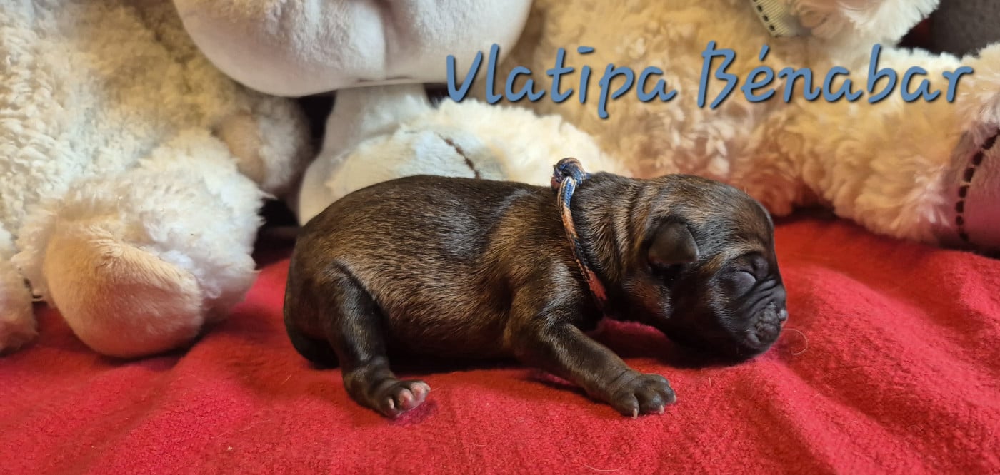 Vlatipa Bénabar - Border Terrier