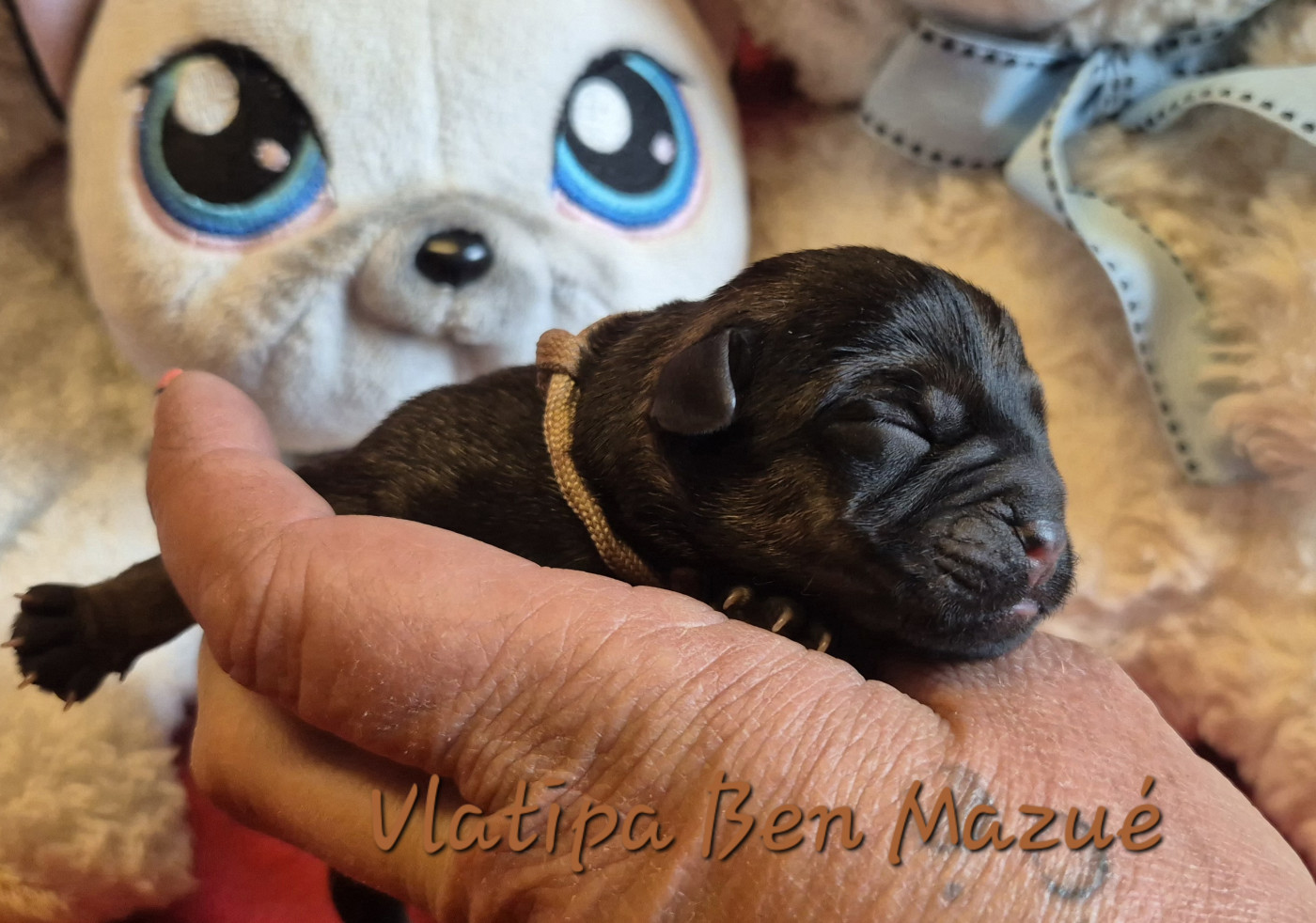 Vlatipa Ben Mazué - Border Terrier