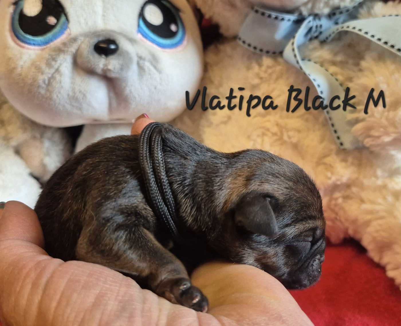 Vlatipa Black M - Border Terrier