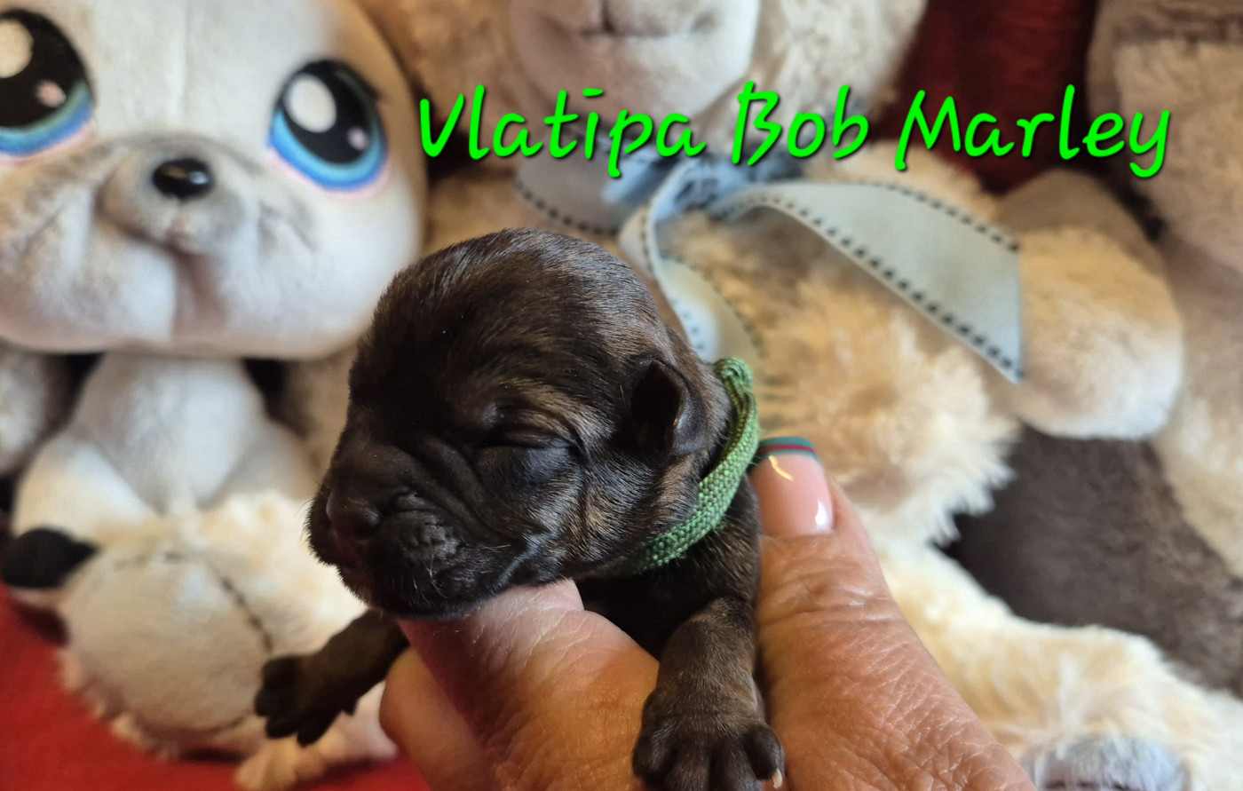 Vlatipa Bob Marley - Border Terrier