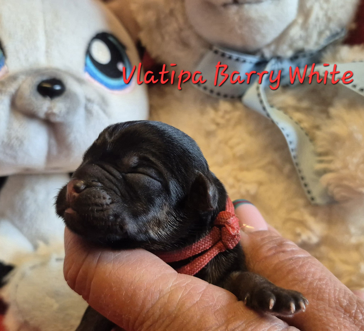 Vlatipa Barry White - Border Terrier