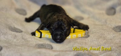 Les chiots de Border Terrier