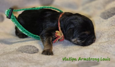 Les chiots de Border Terrier
