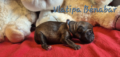 Les chiots de Border Terrier