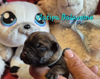 Les chiots de Border Terrier