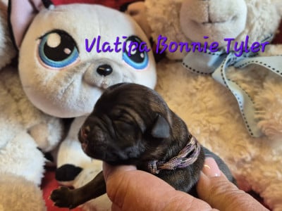 Les chiots de Border Terrier
