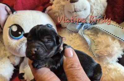 Les chiots de Border Terrier