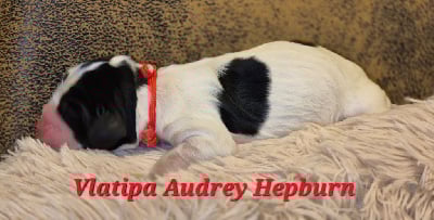 Les chiots de Cocker Spaniel Anglais