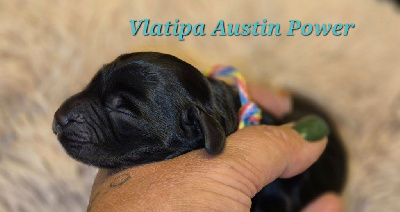 Les chiots de Cocker Spaniel Anglais