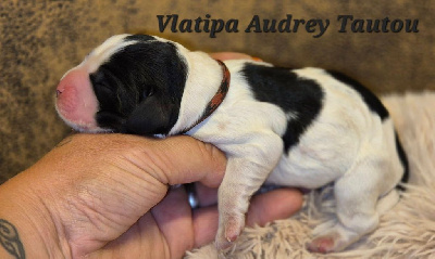 Les chiots de Cocker Spaniel Anglais