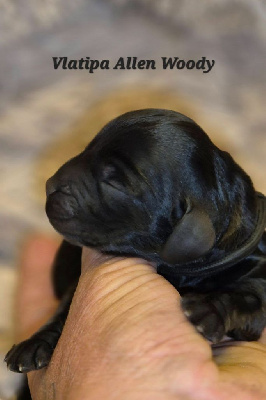 Les chiots de Cocker Spaniel Anglais