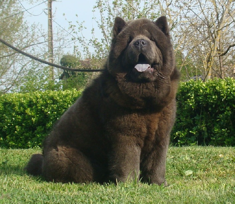 Publication : du Yang tse Kiang Auteur : Yang tse kiang kennel