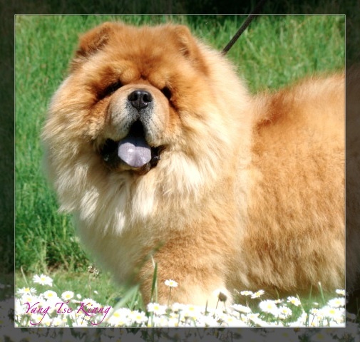 Publication : du Yang tse Kiang Auteur : Yang tse kiang kennel