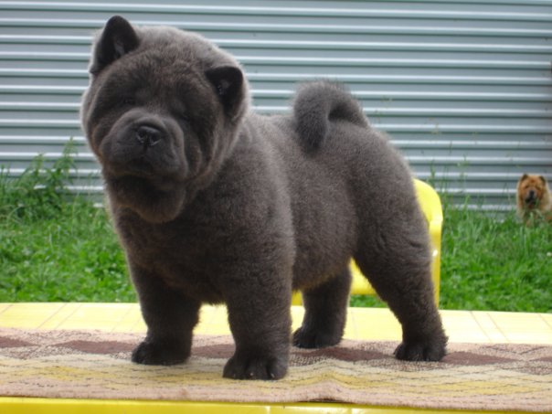 Publication : du Yang tse Kiang Auteur : Yang tse kiang kennel