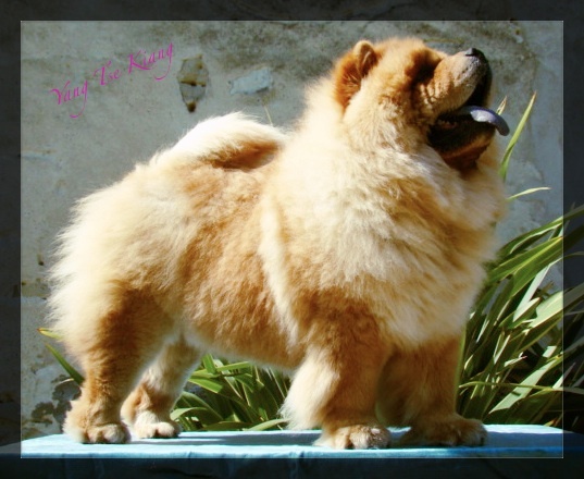 Publication : du Yang tse Kiang Auteur : Yang tse kiang kennel