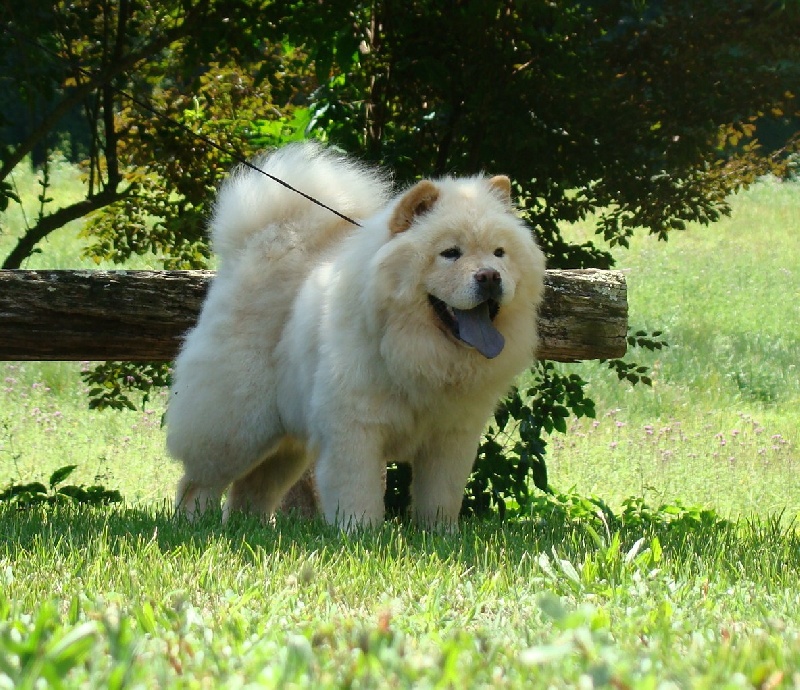 Publication : du Yang tse Kiang Auteur : yang tse kiang kennel