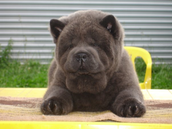 Publication : du Yang tse Kiang Auteur : Yang tse kiang kennel