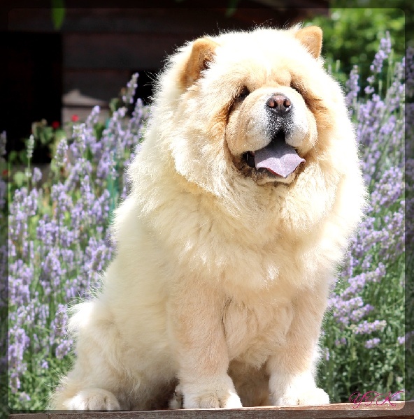 Publication : du Yang tse Kiang