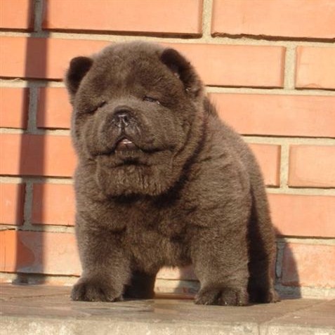 Publication : du Yang tse Kiang Auteur : Yang tse kiang kennel