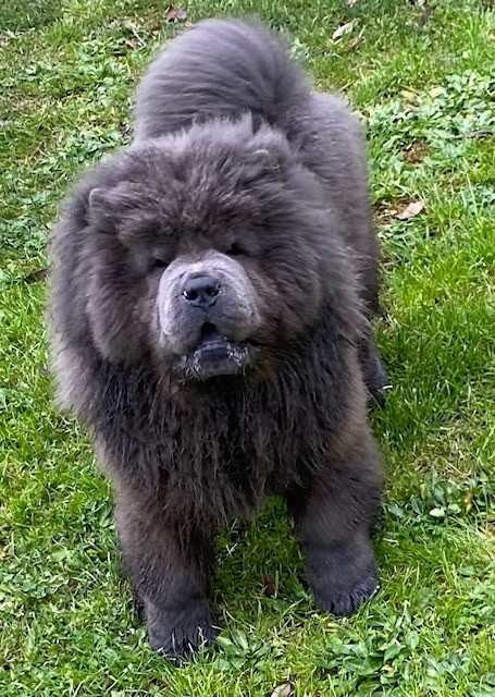 Publication : du Yang tse Kiang